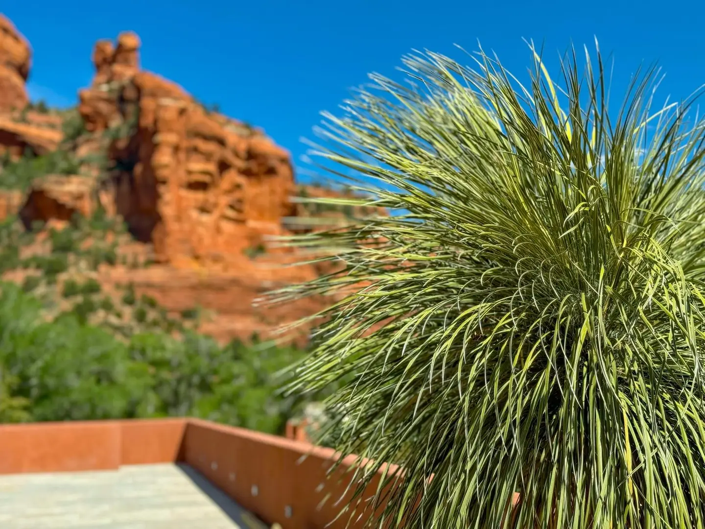 Hesperaloe growing in a planted desert setting